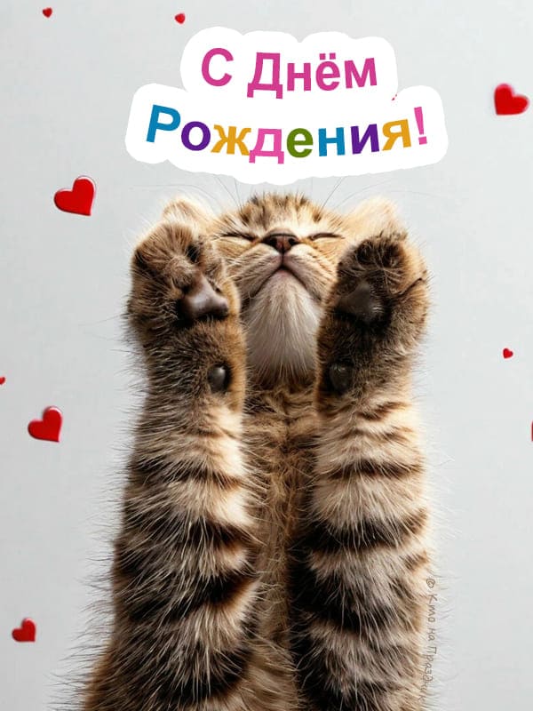 На сером фоне полосатый котик и его маленькие лапки тянутся к тексту