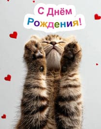 пушистый котёнок и его маленькие лапки