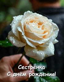текст поздравления и белая роза в руке