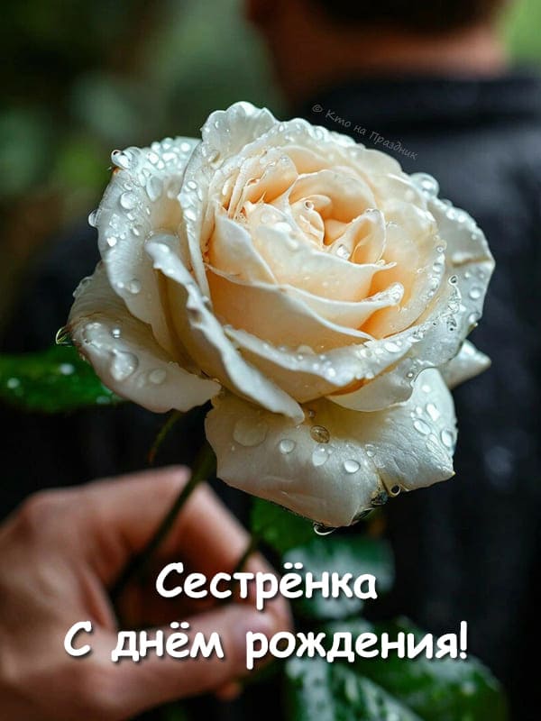 Белая роза в руке и капельки воды