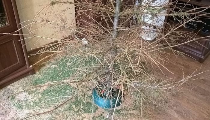 Ёлко осыпалась иголки опали высохло дерево  