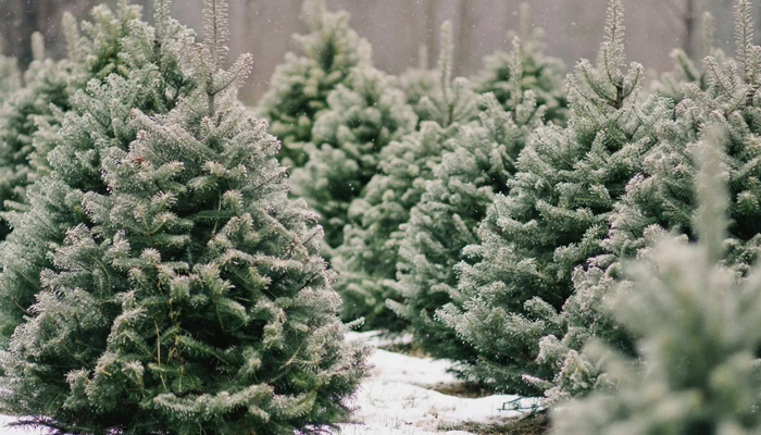 Красивые пушистые ёлки зимой