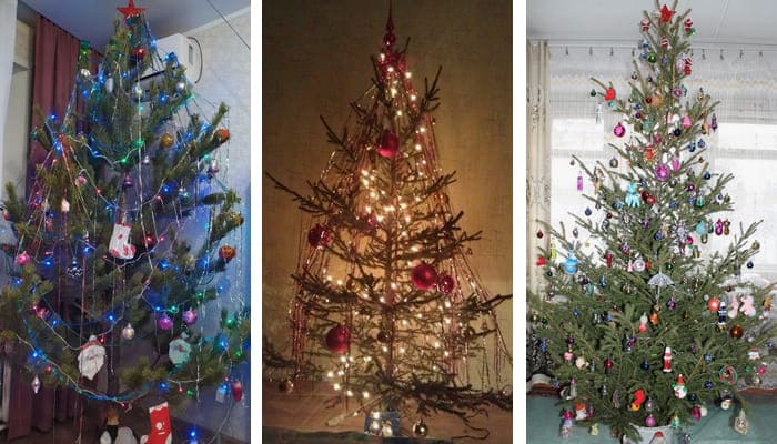 Пример фото ёлки живые лысые 