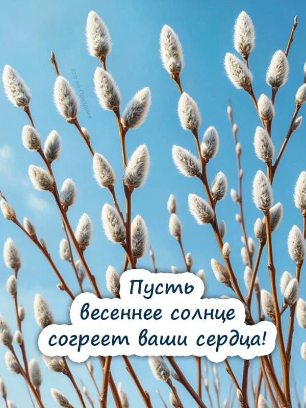 Первая верба картинка на синем небе и текст с весной