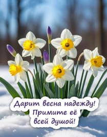Цветы нарциссы зимой снег