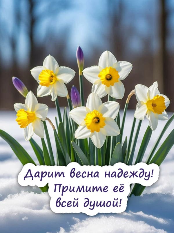 Красивые цветы растут среди снега весной