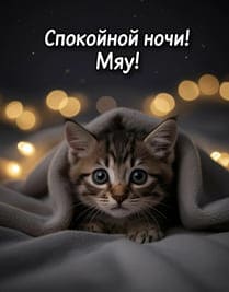 Маленький котенок под одеялом