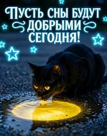Чёрный котик пьёт из лужи воду